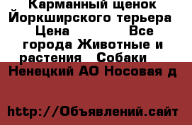 Карманный щенок Йоркширского терьера › Цена ­ 30 000 - Все города Животные и растения » Собаки   . Ненецкий АО,Носовая д.